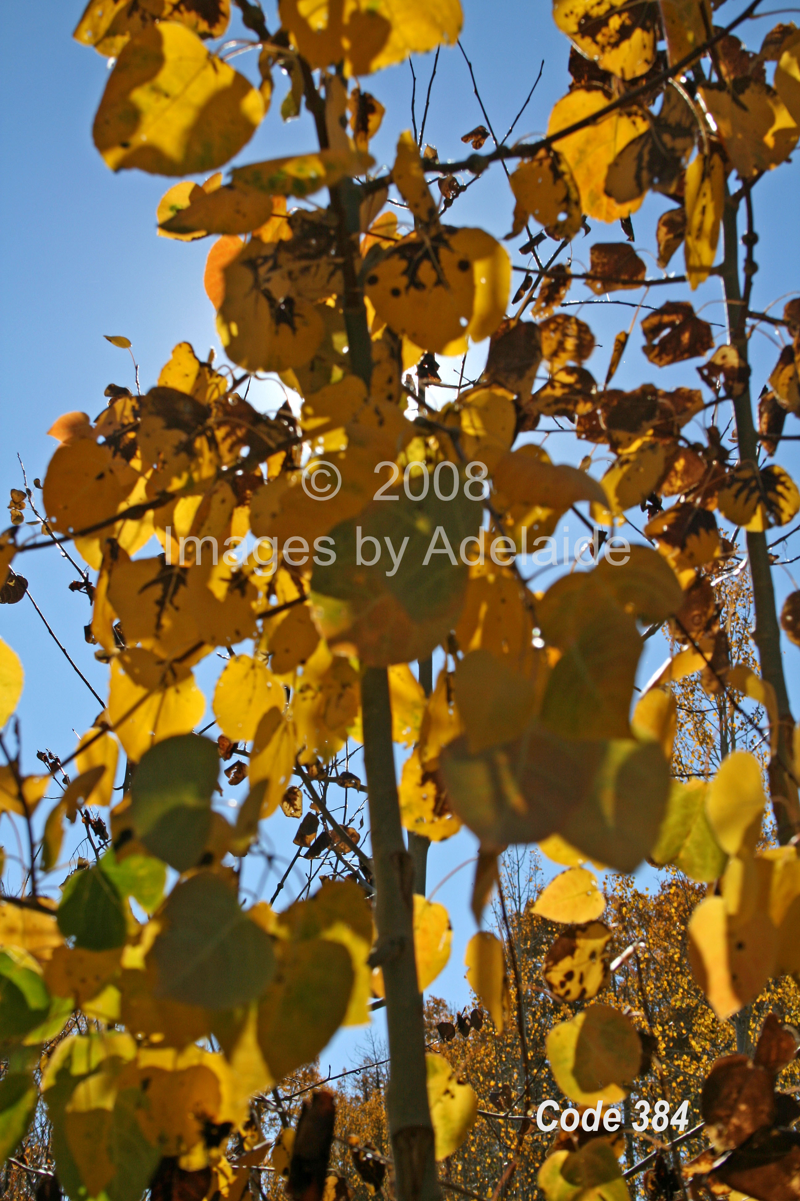 Quaking Aspen